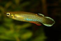 Аплохейлус Панхакс (Aplocheilus panchax) Щучка