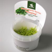 Мох плакучий меристемный Vesicularia ferriei