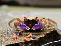 Краб Тиоманикум Неон  Диско  (Geosesarma tiomanicum sp. Neon) САМЕЦ