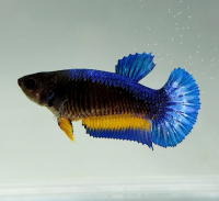 Петушок самка (курочка) Супер Дельта Сине Желтый  (Betta fish female ) 3-3,5 см