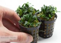 Анубиас нана Панголино (Anubias nana pangolino)