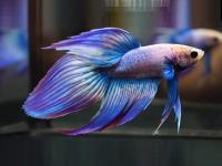 Петушок Вуалехвостый мультиколор самец (Betta-male-Veiltail-multicolor-)