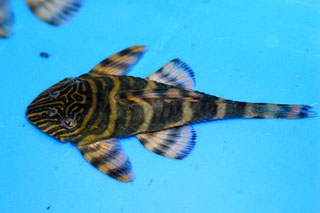 Номерной сом L002 / L074 (Peckoltia vermiculata/TIGER) 3,5 см