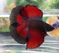 Петушок ХалфМун двухвостый красно-черный бабочка самец (betta-MALE halfmoon red-black double tail-)