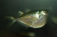 Клинобрюшка обыкновенная (Gasteropelecus sternicla)