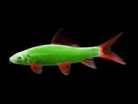 Лабео GLO-Fish Зеленый