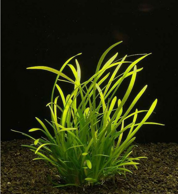 Сагиттария стрелолист (Sagittaria subulata)