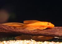 Анциструс красный вуалевый (Ancistrus dolichopterus red) рэд сом - присоска. 5-6 см