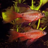 Барбус огненный вуалевый (Barbus conchonius) 5-6см