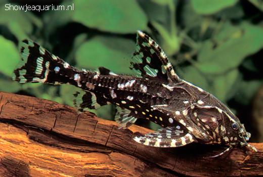 Агамикс Звездчатый сом (Agamyxis albomaculatus) 