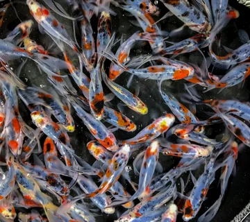 Золотая рыбка Комета ситцевая (Goldfish comet calico)