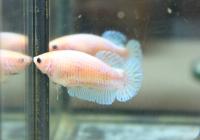 Петушок самка (курочка) Супер Дельта Белый Перламутр  (Betta fish female ) 3-3,5 см