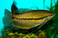 Змеиный Гурами (Trichopodus pectoralis)