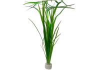Валлиснерия малая американская натанс (Vallisneria americana var.natans)