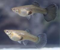Гуппи самка обыкновенная  (Poecilia reticulata )