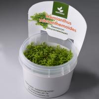 Хемиантус микрантемоидес меристемный Hemianthus Micranthemoides