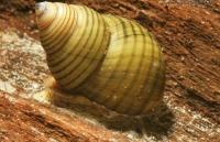 Улитка зеленая торпеда (Cipangopaludina leucythoides)