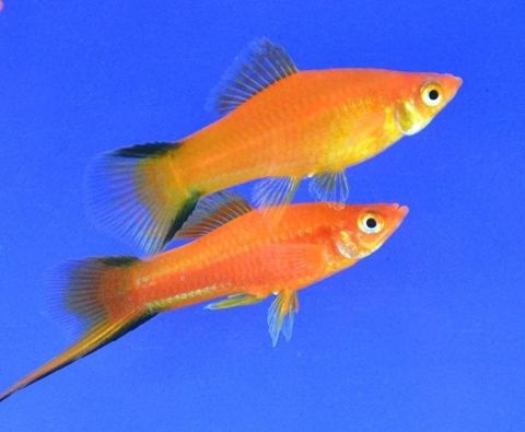 Меченосец Золотая комета (Xiphophorus helleri Golden)