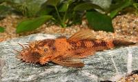 Анциструс триколор (Ancistrus dolichopterus var tricolor) сом - присоска. 3-3,5 см