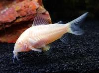 Коридорас Крапчатый Альбино (Corydoras paleatus) сом  2,5-2,8 см 
