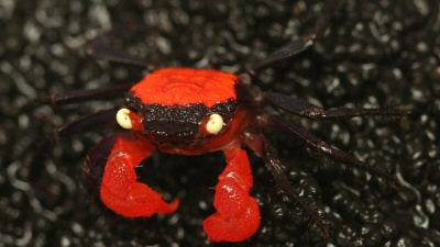 Краб Красный Дьявол САМЕЦ (Geosesarmasp.)