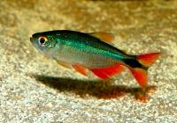Хемиграммус Тетра гоноптерус (Hemigrammus Caudovittatus)