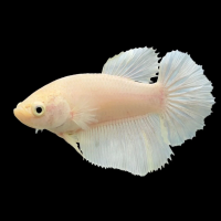 Петушок Халф Мун самка (курочка) Белая (Betta splendens halfmoon WHITE (FEMALE)