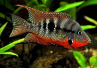 Цихлазома Меека (Thorichthys meeki)
