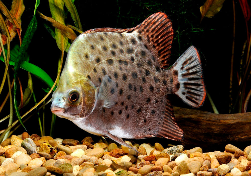 Аргус пятнистый краснолобый (Scatophagus argus atromaculatus)