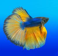 Петушок Супер Дельта Горчичный Газ самец (Betta-splendens-Super-Delta)