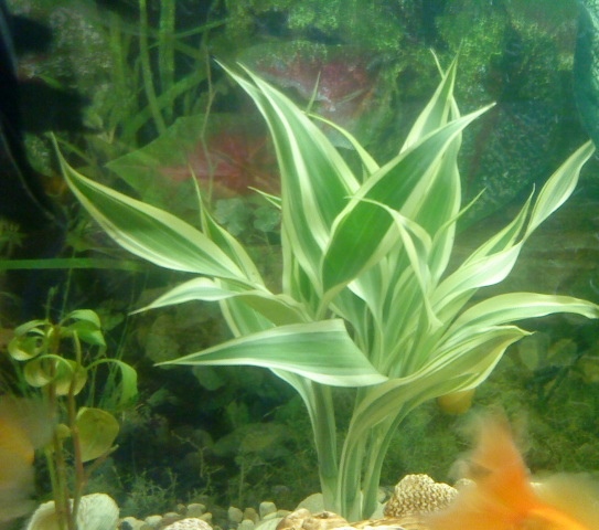 Драцена (Dracaena sanderina)