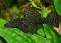 Анциструс обыкновенный  (Ancistrus dolichopterus) сом - присоска. 2,5-2,8 см