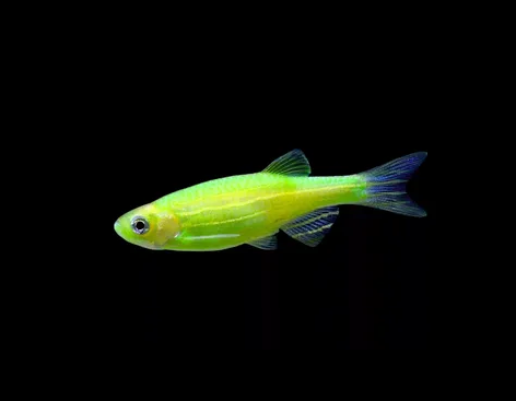 Данио рерио Глофиш салатовый (Danio rerio glofish)