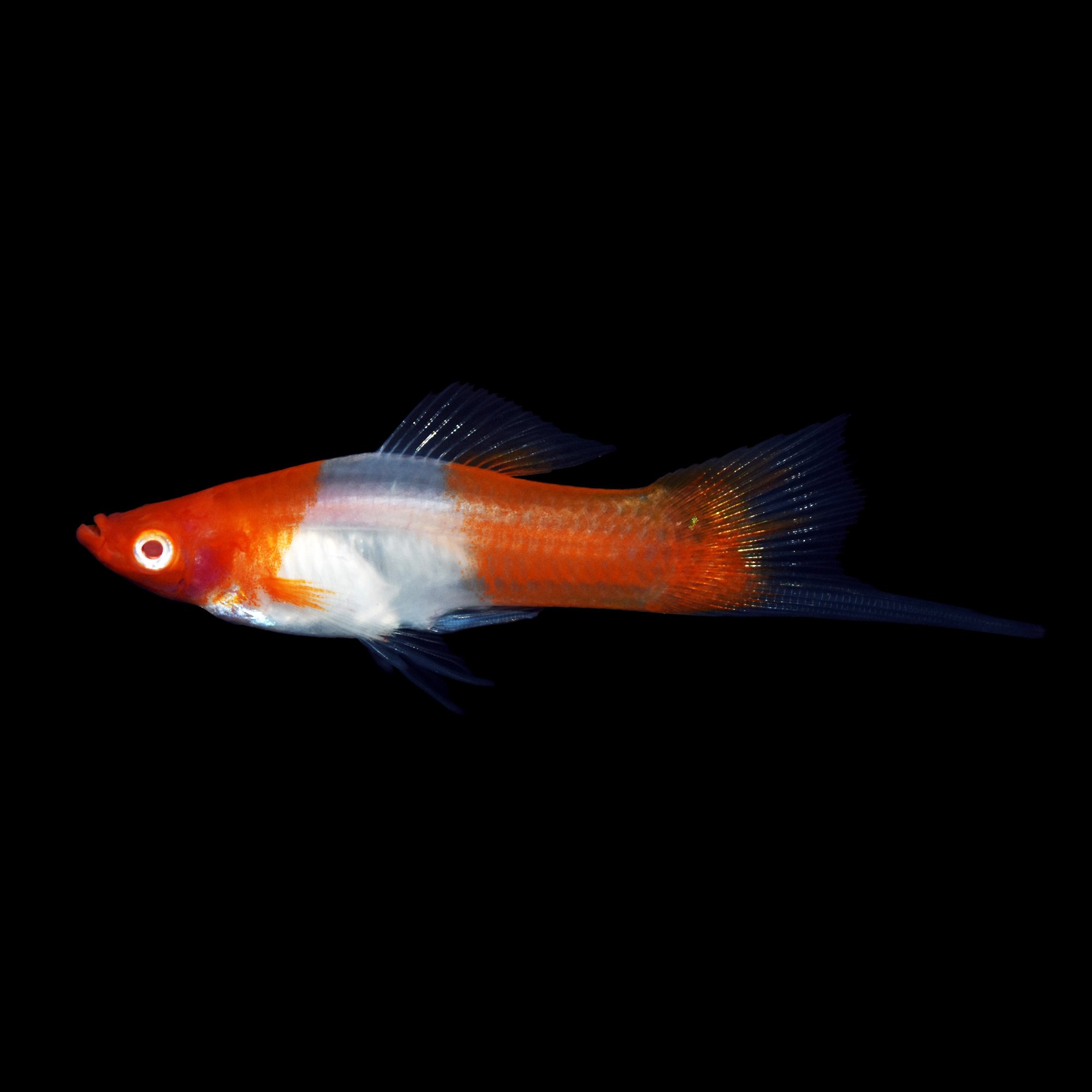 Меченосец Геллера кои красноглазый (Xiphophorus helleri Koi Red Eye)