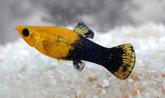 Моллинезия черно-желтая (Poecilia latipinna Gold and Black Molly fish) 4,5-4,8 см