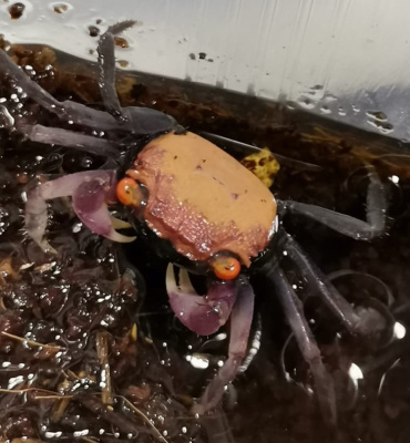 Краб Вампир Розовая Пантера САМКА   ( Geosesarma Vampire Crab)