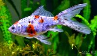 Золотая рыбка Комета ситцевая (Goldfish comet calico)