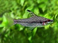 Хилодус Пятнистый  (Chilodus punctatus)  3,5-4 см