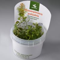 Прозерпинака болотная меристемная Proserpinaca palustris