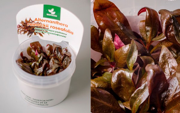 Альтернантера розоволистная меристемная (Alternanthera reineckii rosaefolia)