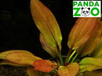 Echinodorus Altlandsberg- Эхинодорус Алтландсберг  E027