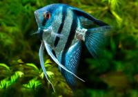 Скалярия Голубая Зебра  (pterophyllumblue zebra)