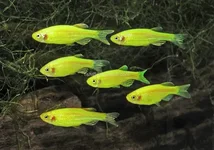 Данио рерио Глофиш желтый (Danio rerio glofish)