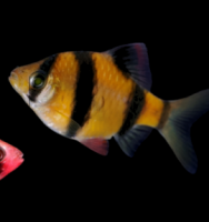Барбус суматранский глофиш оранжевый  (Barbus GloFish)