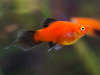 Пецилия редиска (Xiphophorus maculatus red black veiltail)