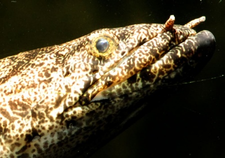 Полиптерус Эндлихера (Polypterus endlicheri) 5-7 см