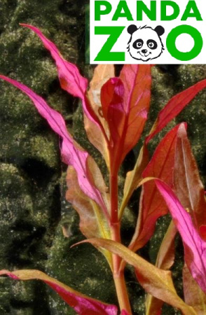 Alternanthera reineckii cardinalis- Альтернантера кардиналис L016