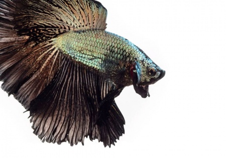 Петушок Халф Мун медный самец (Betta male Halfmoon Copper)