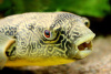 Тетрадон Мбу (Tetraodon mbu) Гигантский 25 см