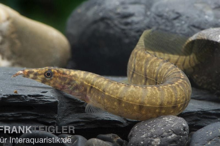 Макрогнатус зебровый (Macrognathus zebrinus)  7-8 см